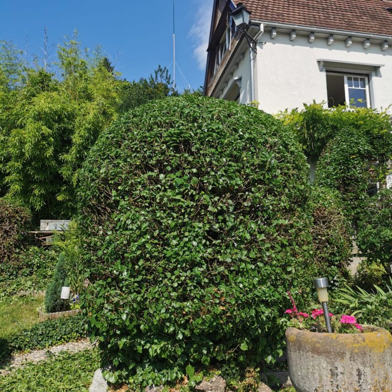 1628151467653 800X800 | EDEL Raphaël Photos page d’accueil Obernai 2