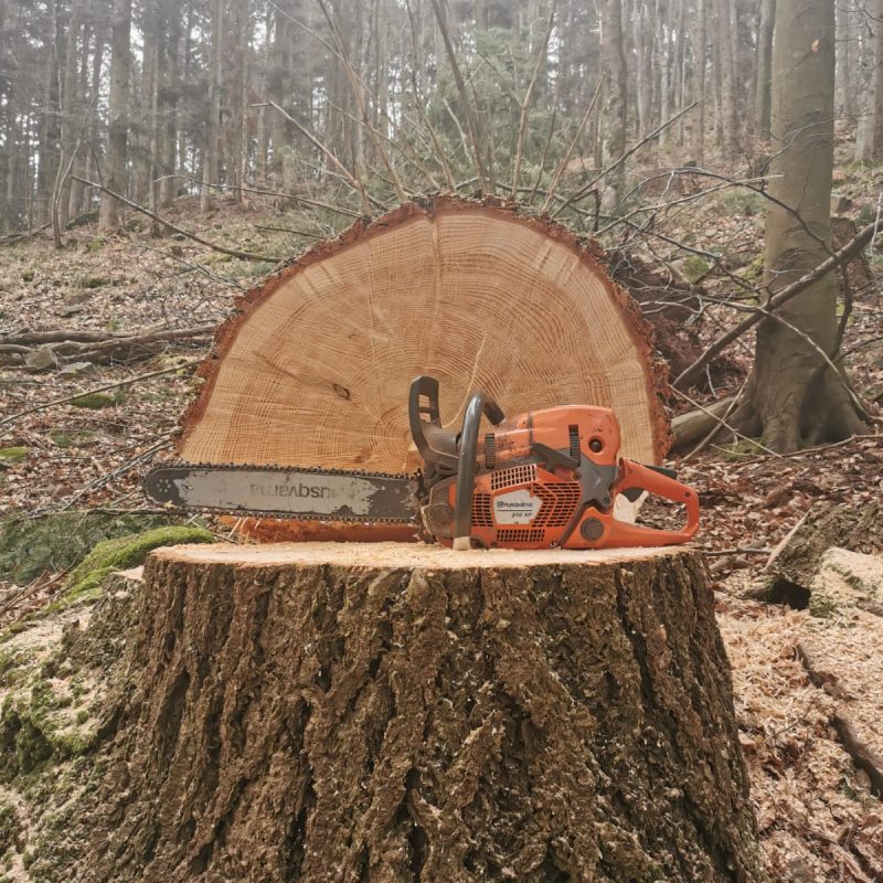 1628151467656 800X800 | EDEL Raphaël Photos page d’accueil Schiltigheim 3