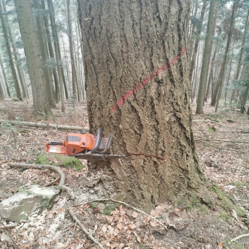 Bûcheronnage Obernai 2