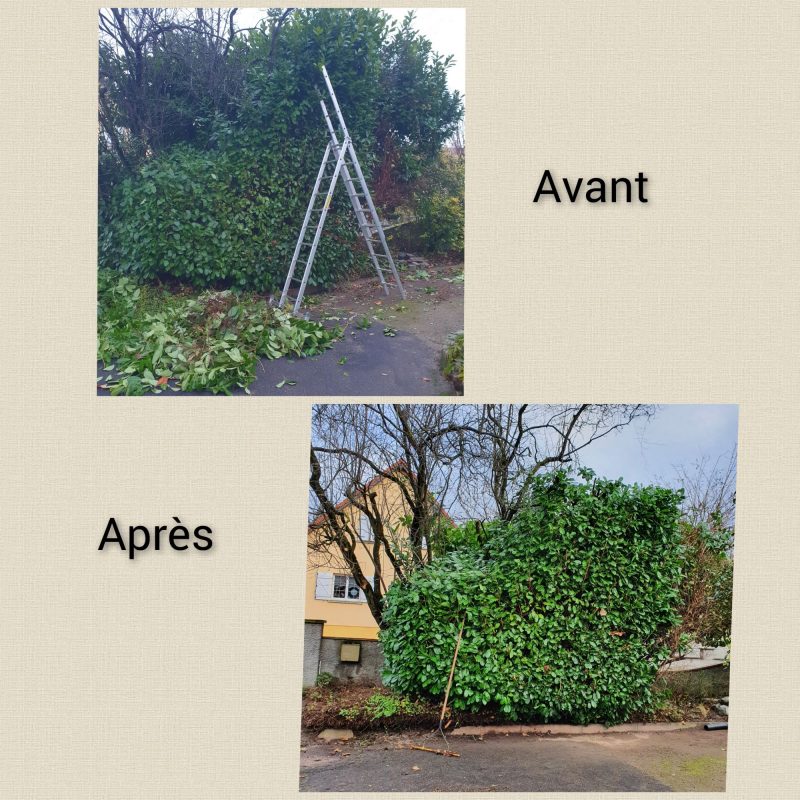 Entretien Ostwald 20