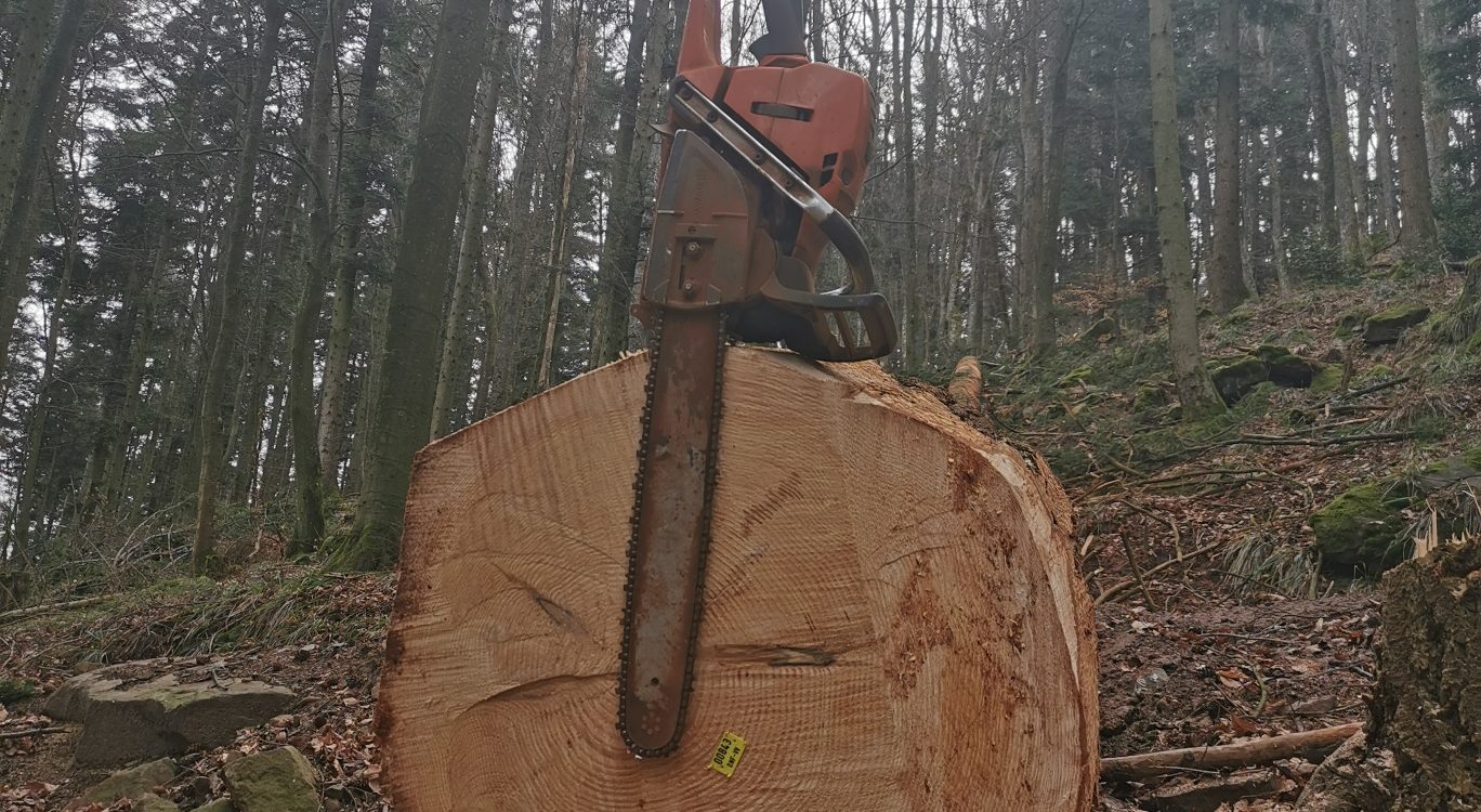 Entreprise de bûcheronnage, abattage et démontage d&#8217;arbres près de Sélestat et Molsheim Obernai
