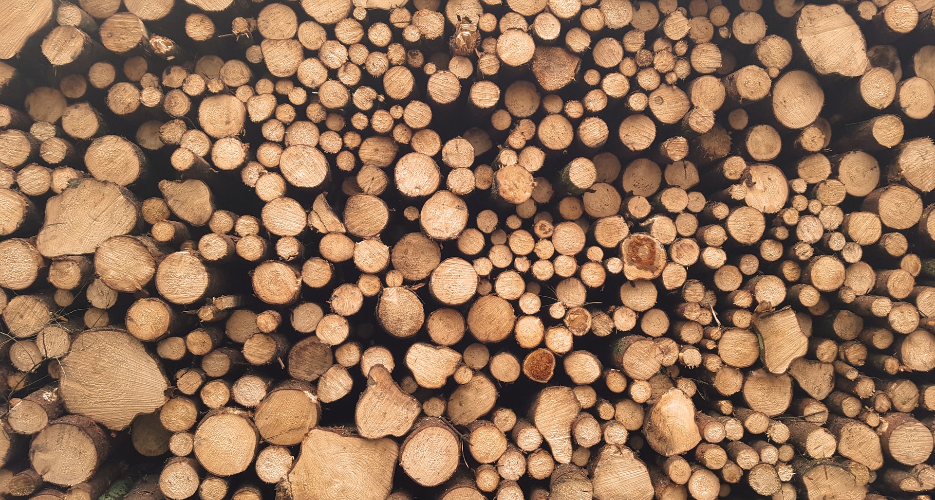BUCHERONNAGE ARBRE 3 | EDEL Raphaël Entreprise de bûcheronnage, abattage et démontage d’arbre près de Sélestat et Molsheim Erstein 2