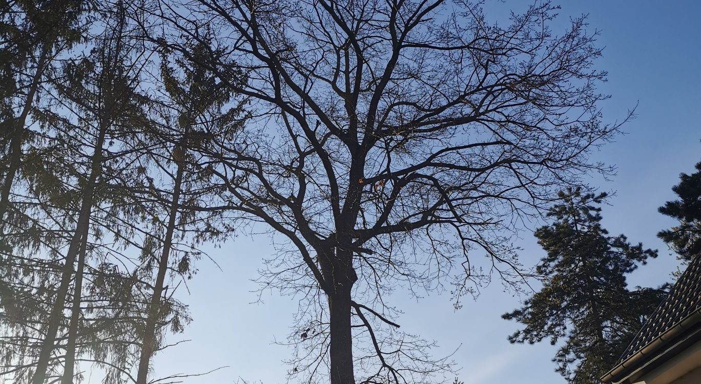 Élagage et débroussaillage autour de Sélestat et Benfeld Bischheim
