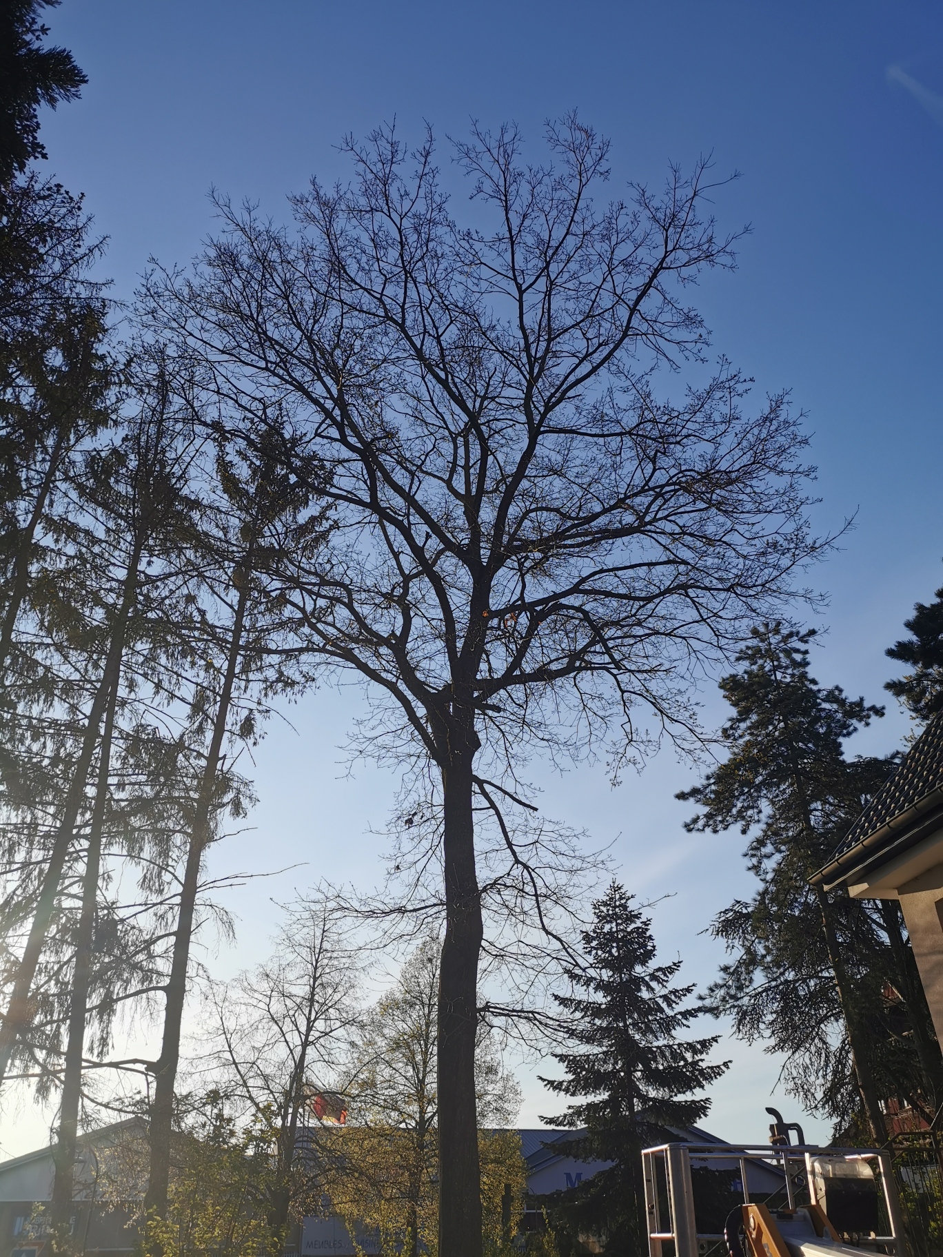 ELAGAGE | EDEL Raphaël Élagage et débroussaillage autour de Sélestat et Benfeld Bischheim