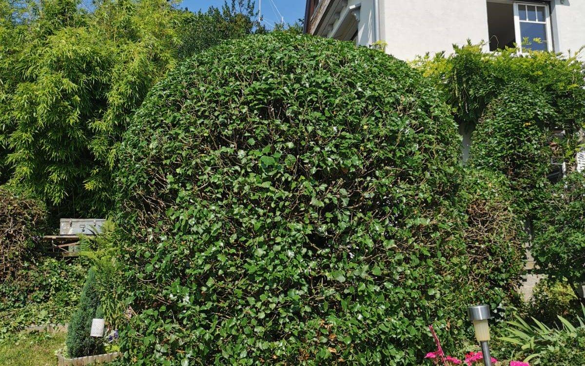Quelle est la période pour tailler des haies ? Lingolsheim