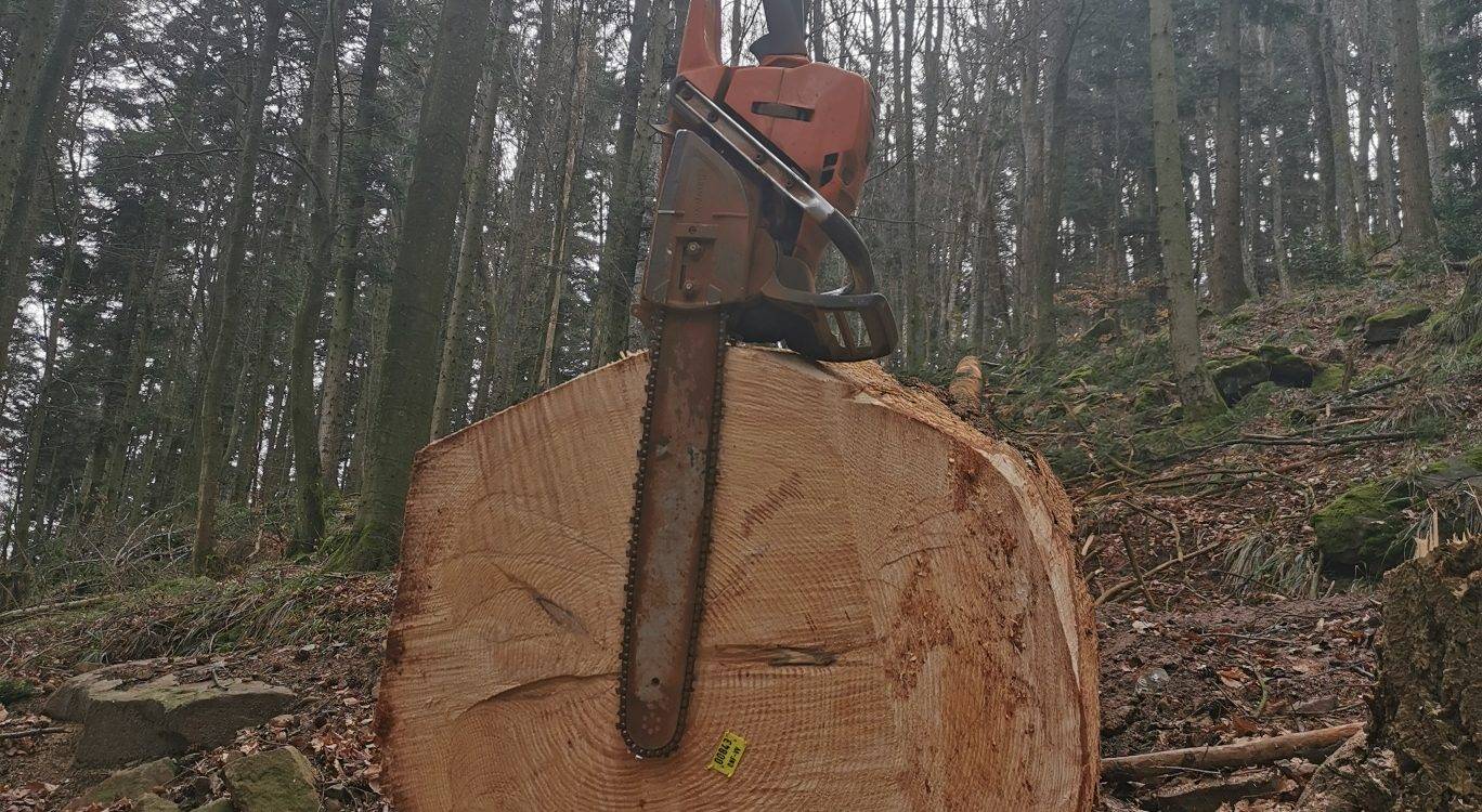 Entreprise de bûcheronnage, abattage et démontage d&#8217;arbre près de Sélestat et Molsheim Obernai