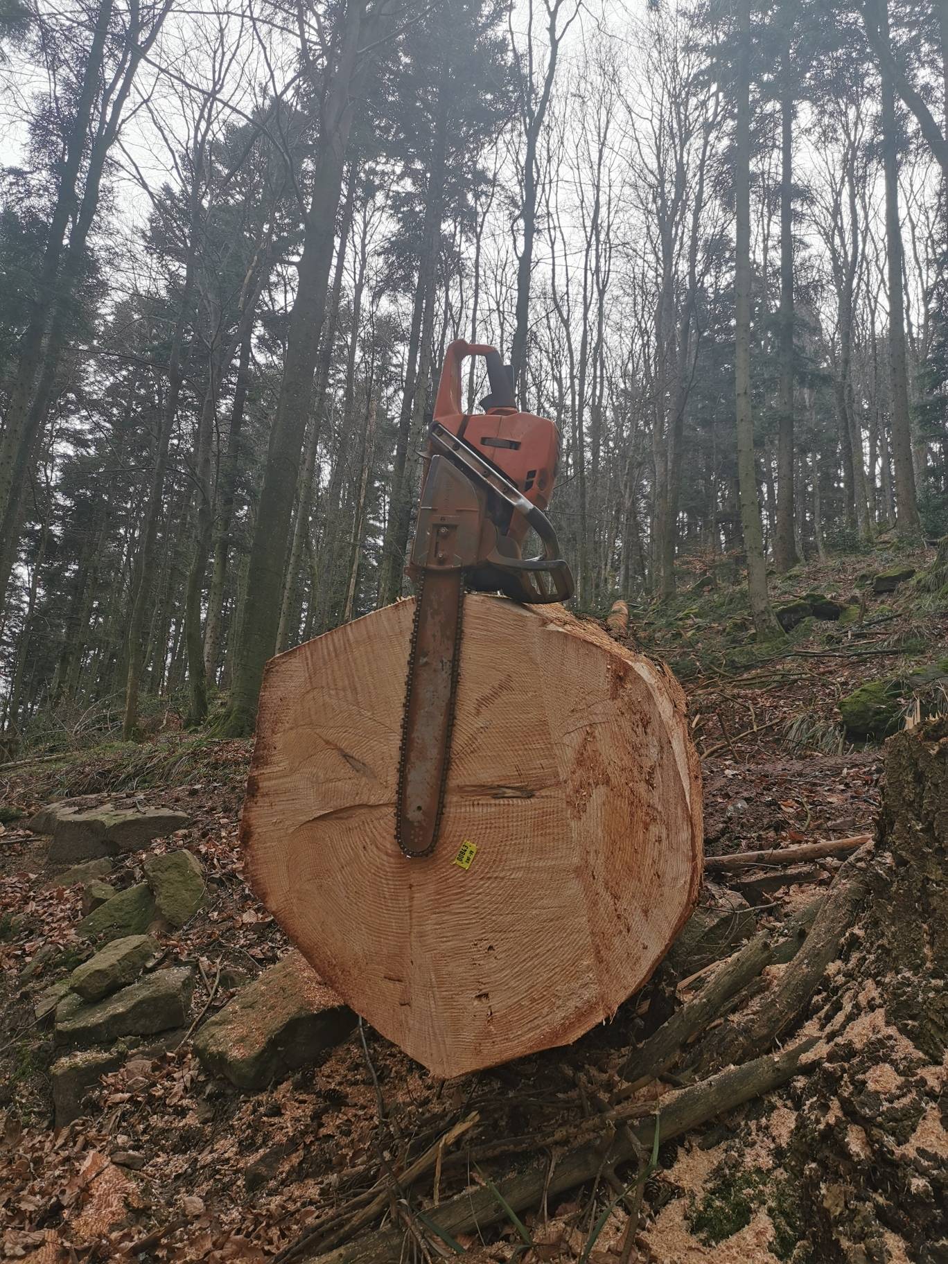 Entreprise de bûcheronnage, abattage et démontage d&#8217;arbre près de Sélestat et Molsheim Obernai