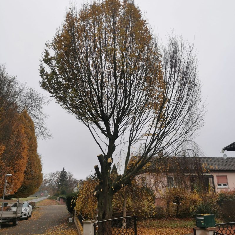 Abattage Erstein 1