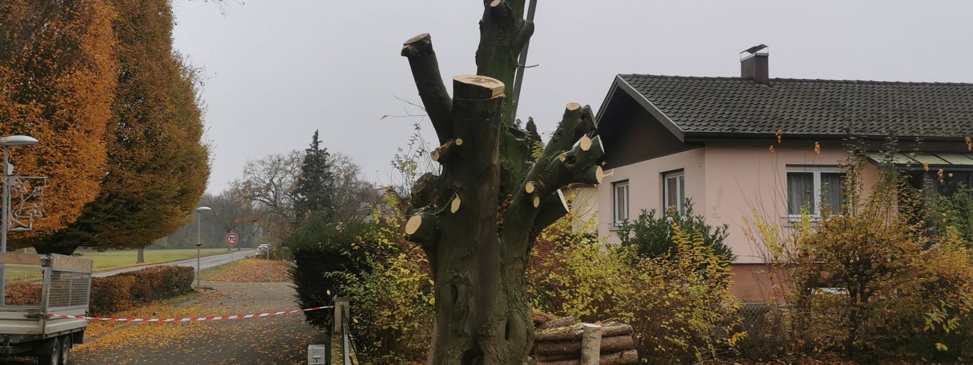 Abattage Lingolsheim