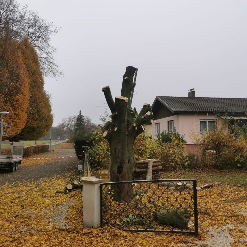 Abattage Obernai 2