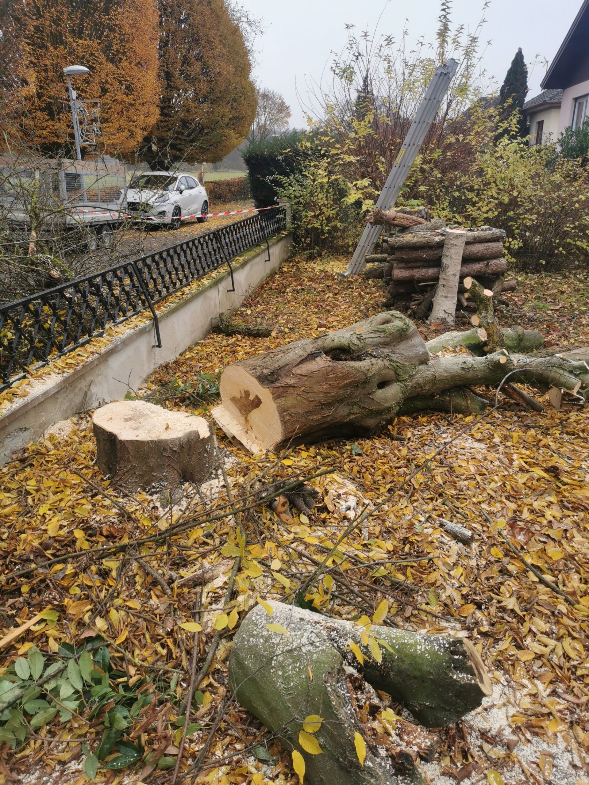 Élagage et débroussaillage autour de Sélestat et Benfeld Obernai 1