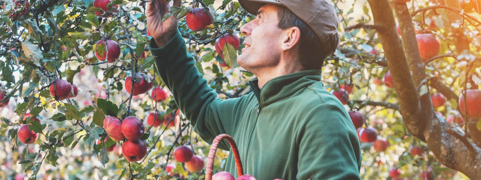 Quand et comment tailler les arbres fruitiers ? Sélestat