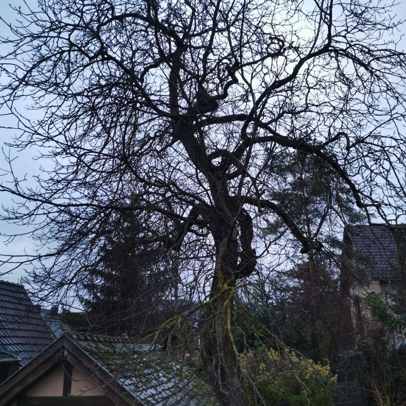 Abattage Schiltigheim 4