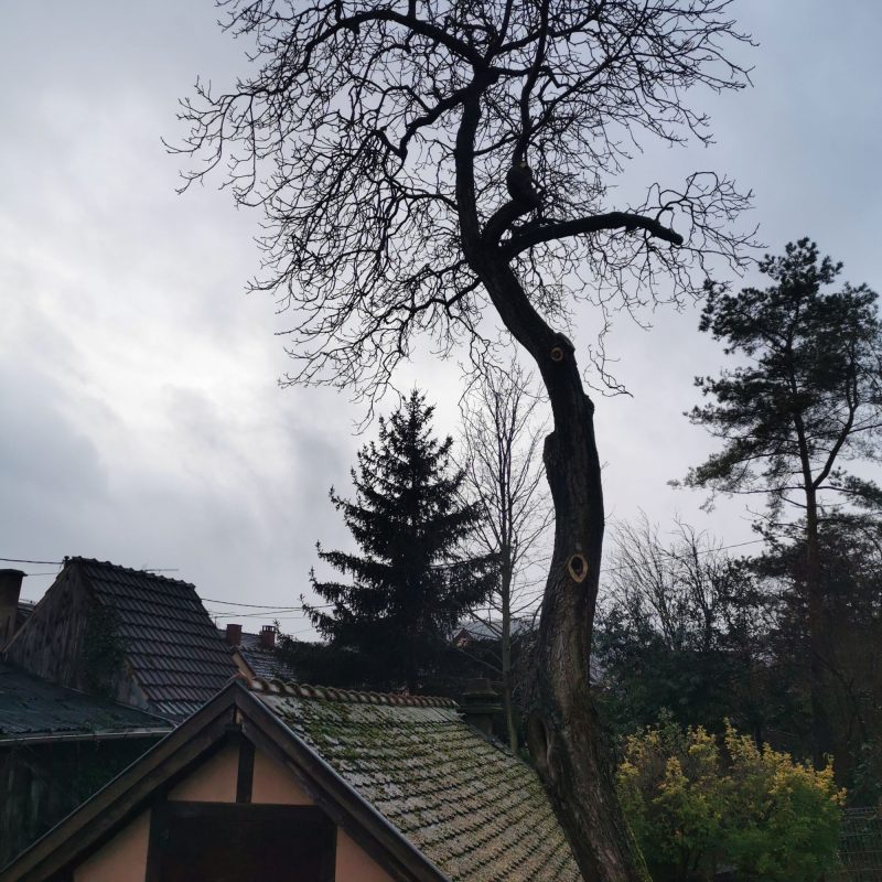 Abattage Illkirch-Graffenstaden 6