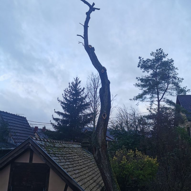 Abattage Hœœnheim 7