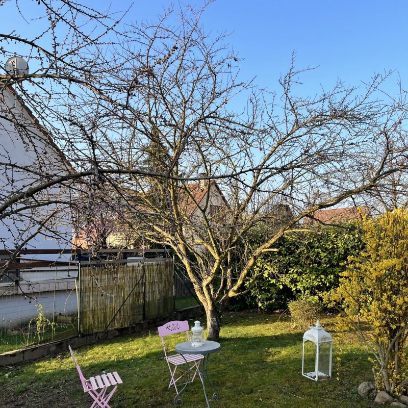 Taille d&#8217;arbre à Barr : Avant/Après Erstein 1