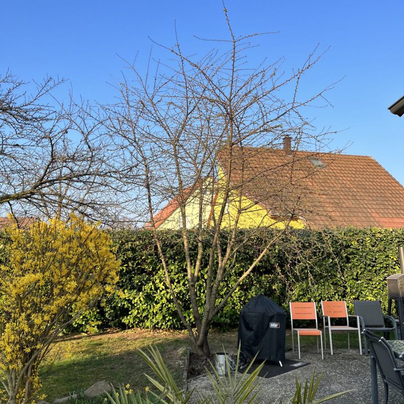 Taille d&#8217;arbre à Barr : Avant/Après Obernai 2