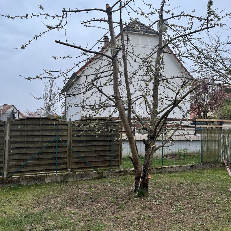 Taille d&#8217;arbre à Barr : Avant/Après Ostwald 3