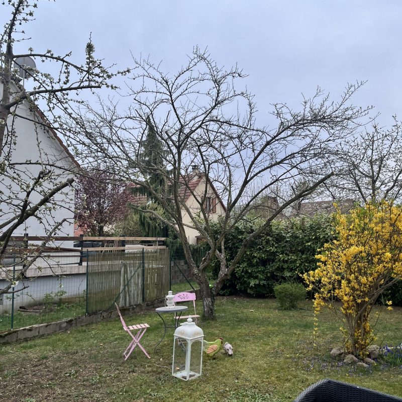 Taille d&#8217;arbre à Barr : Avant/Après Colmar 4