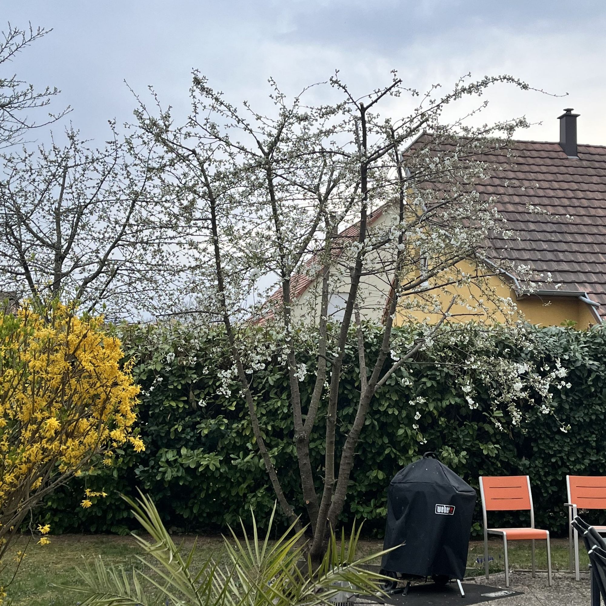 Taille d&#8217;arbre à Barr : Avant/Après Schiltigheim