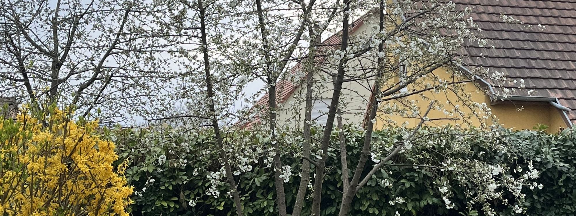 Taille d&#8217;arbre à Barr : Avant/Après Schiltigheim