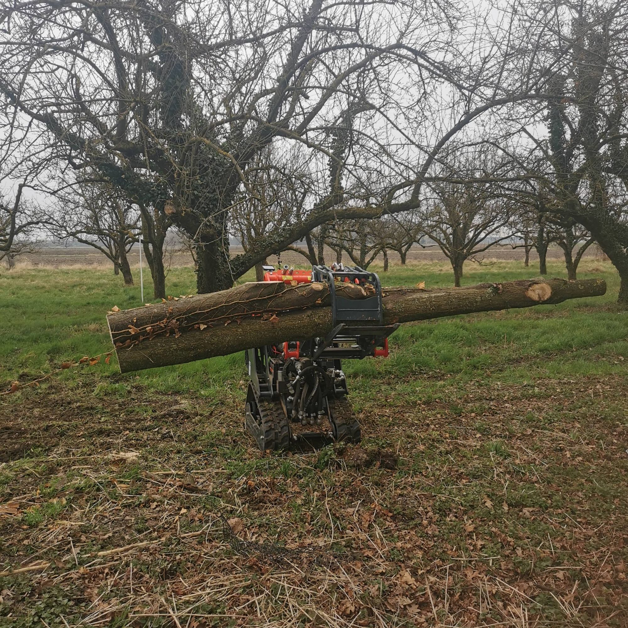 Abattage à Baldenheim Schiltigheim