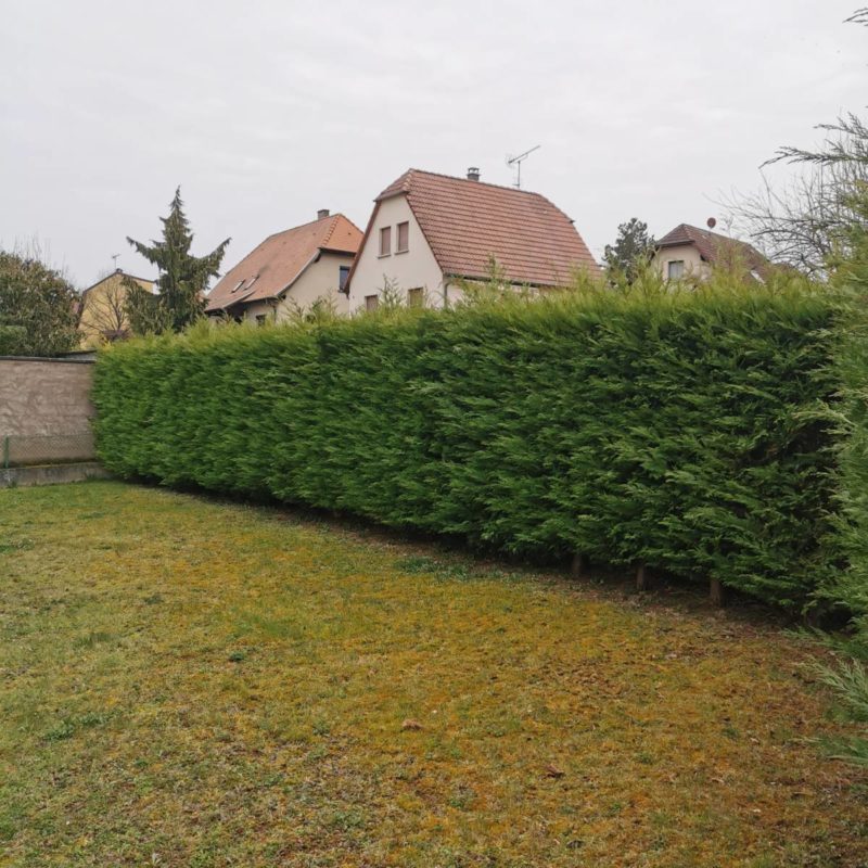 Taille d&#8217;une haie de cyprès à Barr Molsheim 0