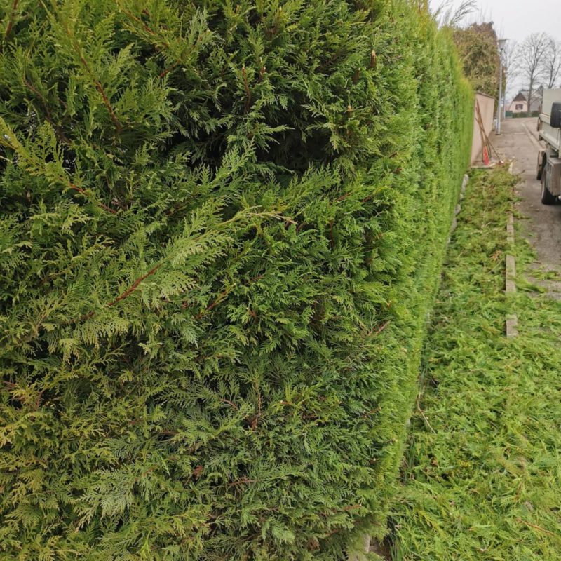 Taille d&#8217;une haie de cyprès à Barr Ostwald 1