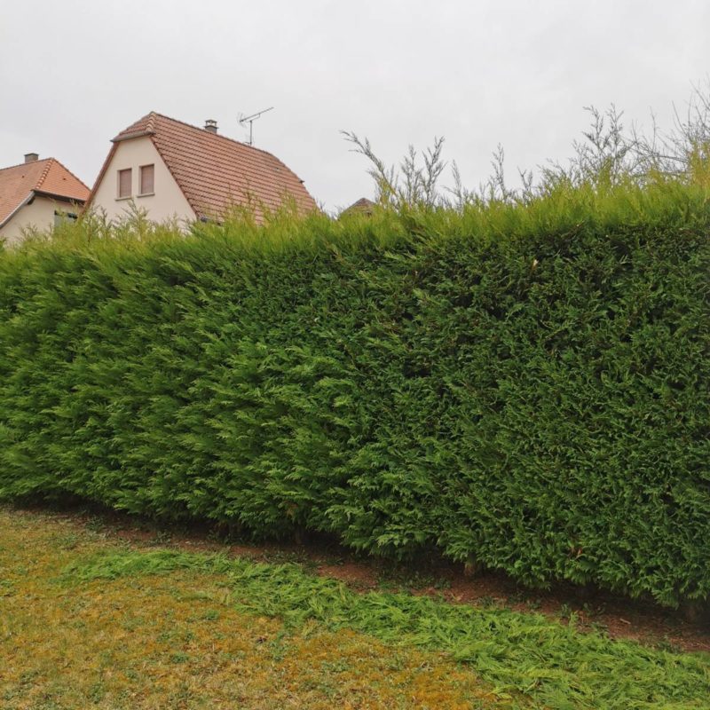 Taille d&#8217;une haie de cyprès à Barr Illkirch-Graffenstaden 2