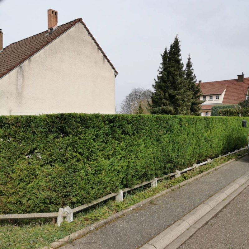 Taille d&#8217;une haie de cyprès à Barr Sélestat 3