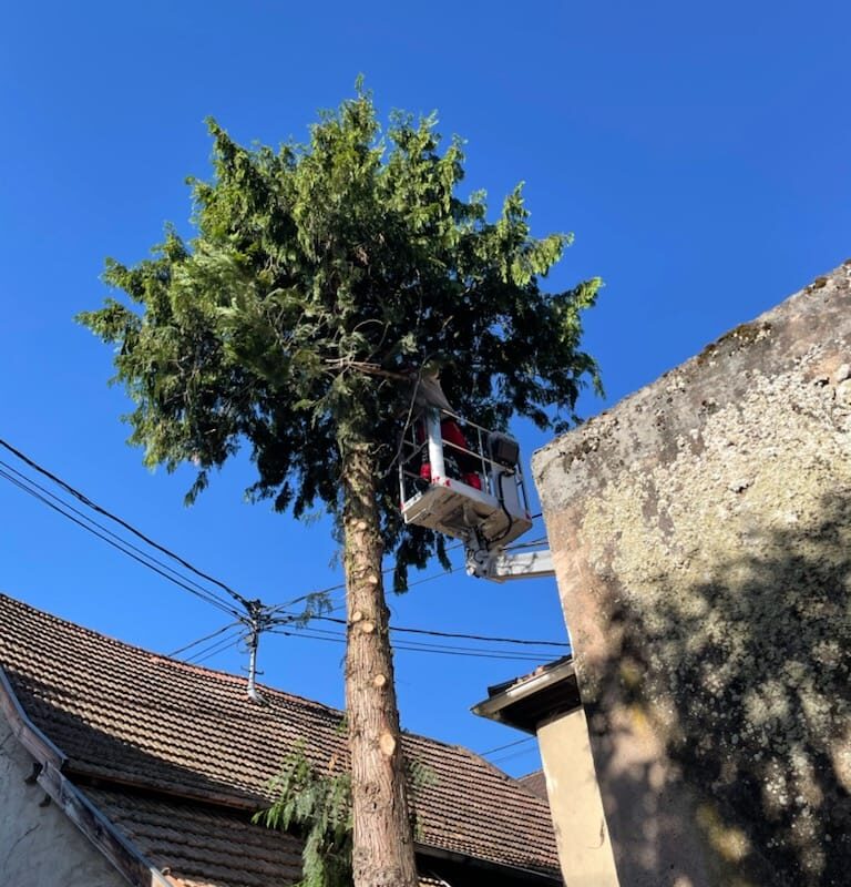 Démontage d&#8217;un cyprès à Obernai Ostwald 2