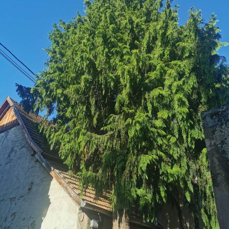 Démontage d&#8217;un cyprès à Obernai Colmar 1