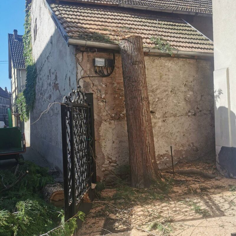 Démontage d&#8217;un cyprès à Obernai Erstein 5