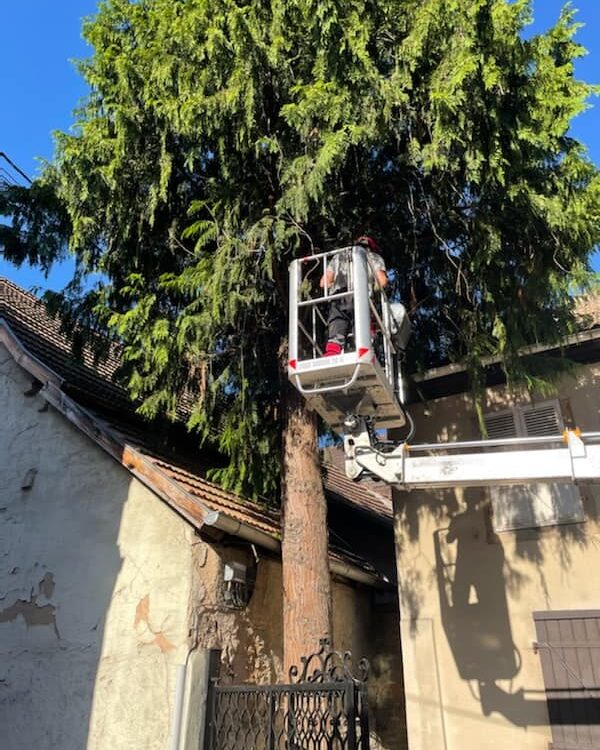 Quelles sont les normes de sécurité à respecter pour abattre un arbre ? Lingolsheim