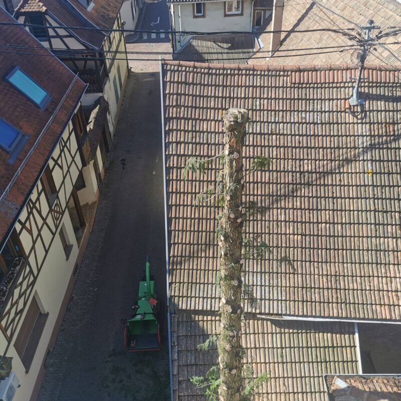Démontage d&#8217;un cyprès à Obernai Bischheim 4