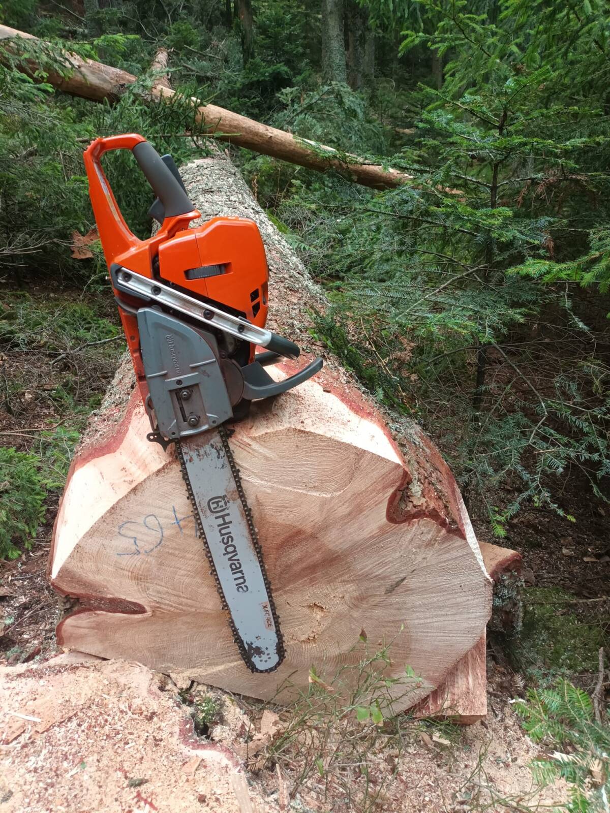308906881_486763653461880_6993393425713043490_N | EDEL Raphaël Entreprise de bûcheronnage, abattage et démontage d’arbre près de Sélestat et Molsheim Hœnheim 1