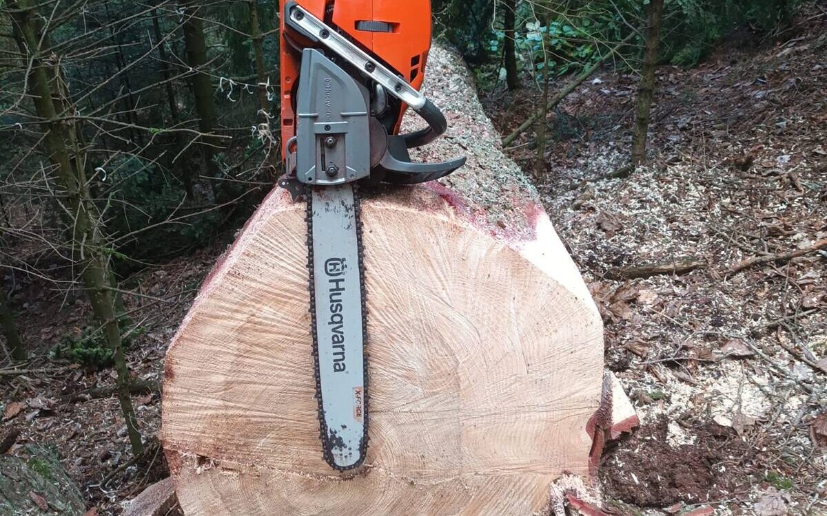 Abattage de sapins à Barr Bischheim