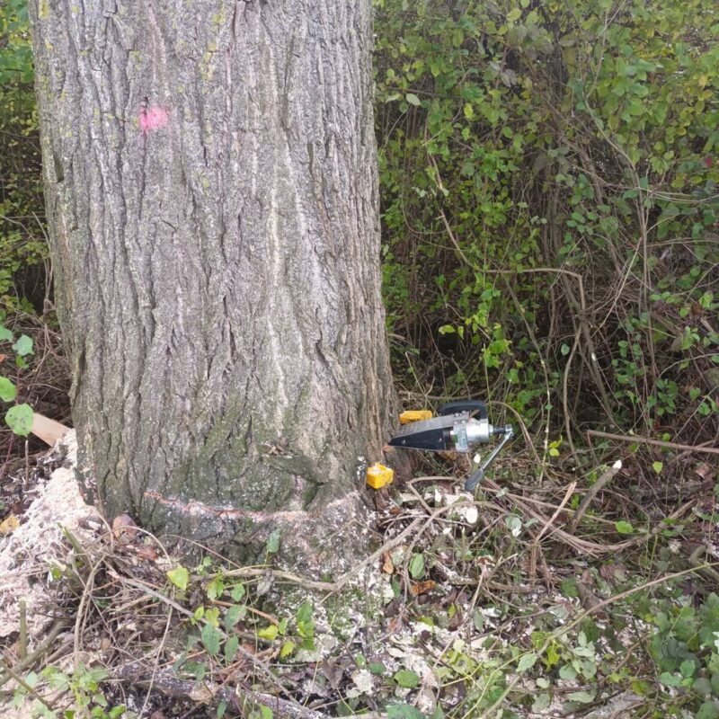 Abattage de peupliers à Westhouse Bischheim 3
