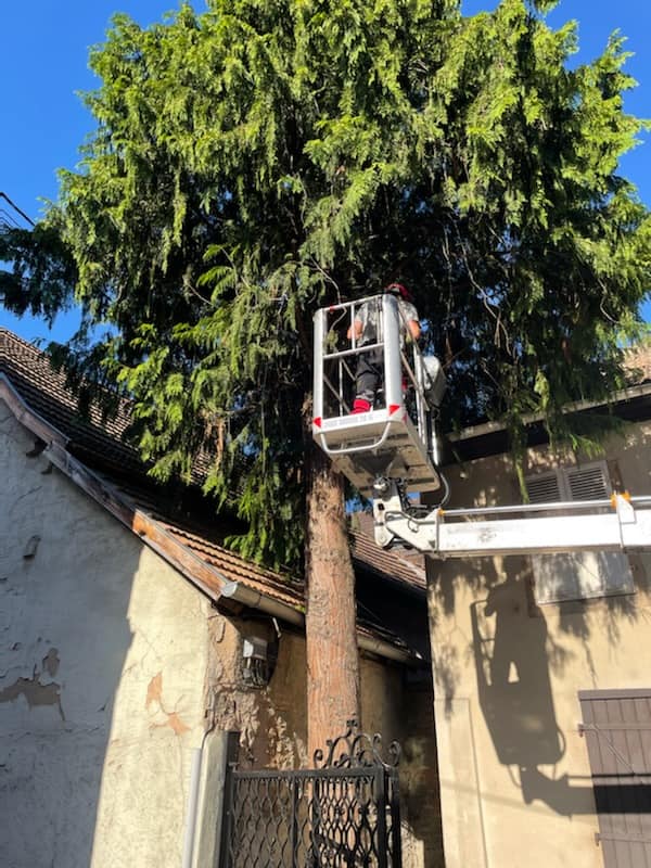 Entreprise d&#8217;élagage, bûcheronnage et d&#8217;entretien d&#8217;espaces verts entre Sélestat et Molsheim Sélestat 2