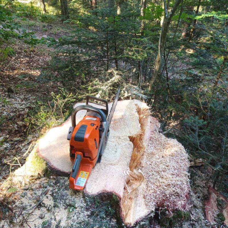 Entreprise d&#8217;élagage, bûcheronnage et d&#8217;entretien d&#8217;espaces verts entre Sélestat et Molsheim Lingolsheim 1