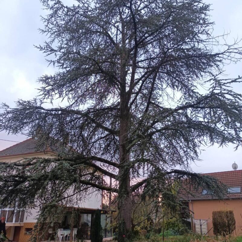 Démontage d&#8217;un cèdre Ostwald 0