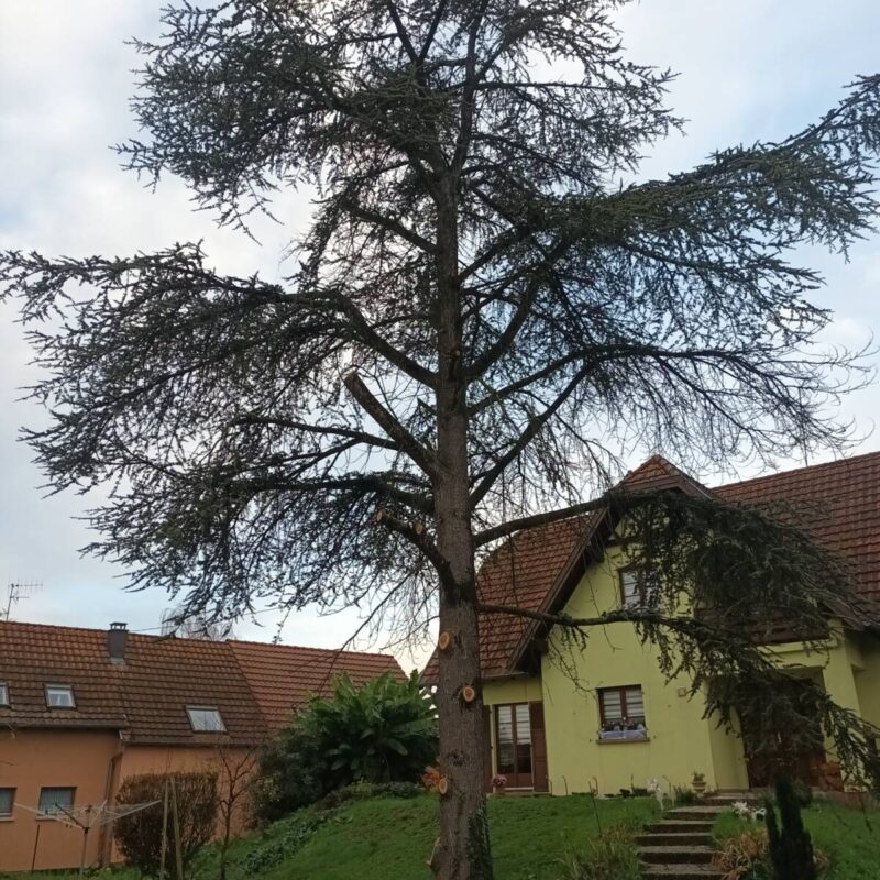 Démontage d&#8217;un cèdre Colmar 1