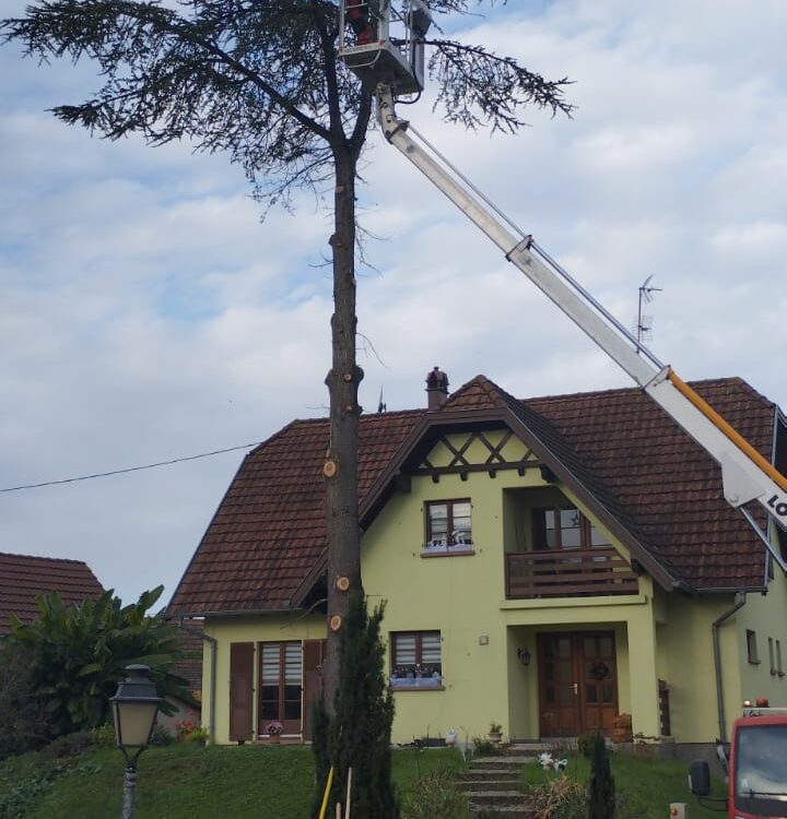 Démontage d&#8217;un cèdre Ostwald