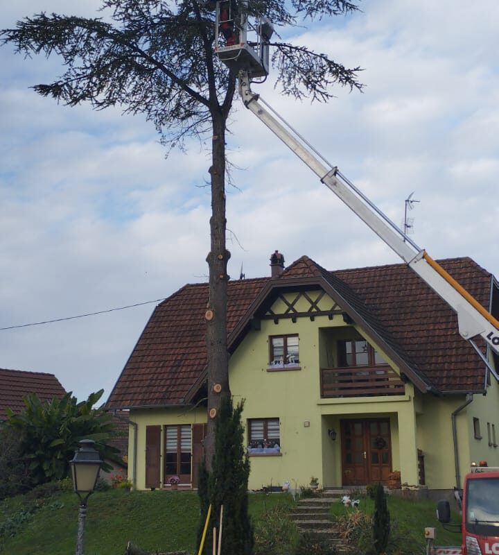 Démontage d&#8217;un cèdre Schiltigheim 2