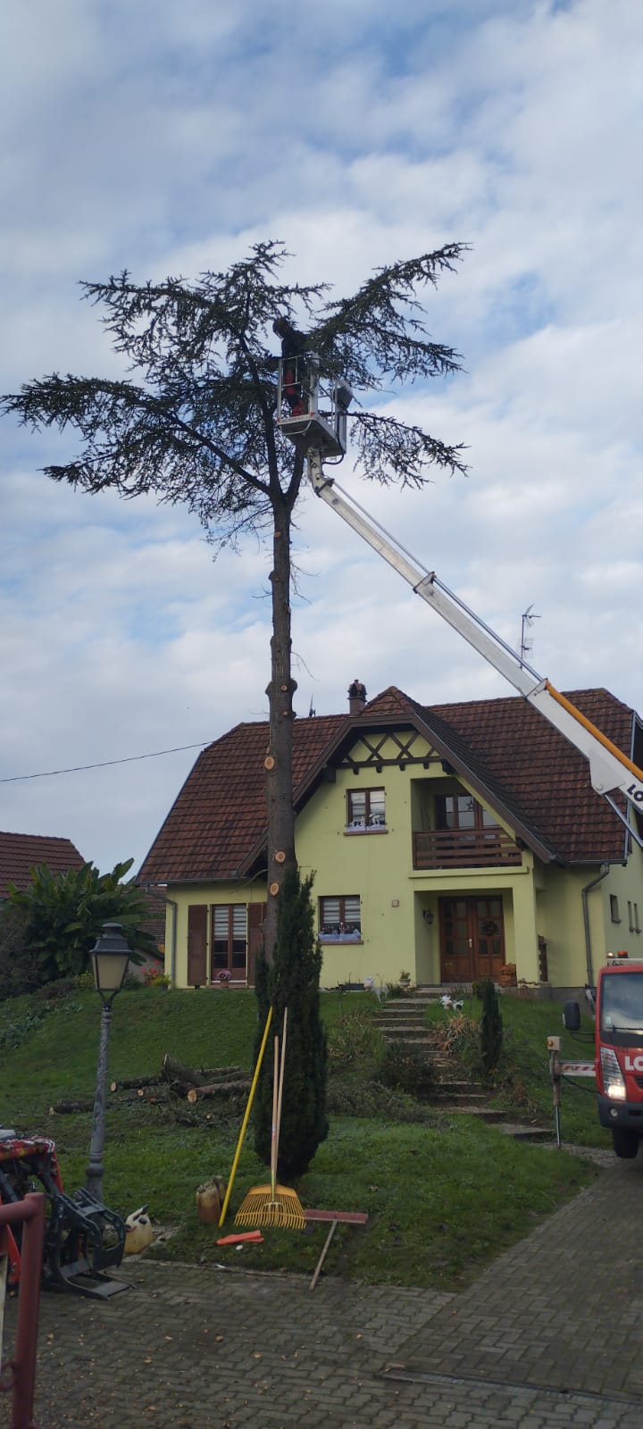 Démontage d&#8217;un cèdre Ostwald