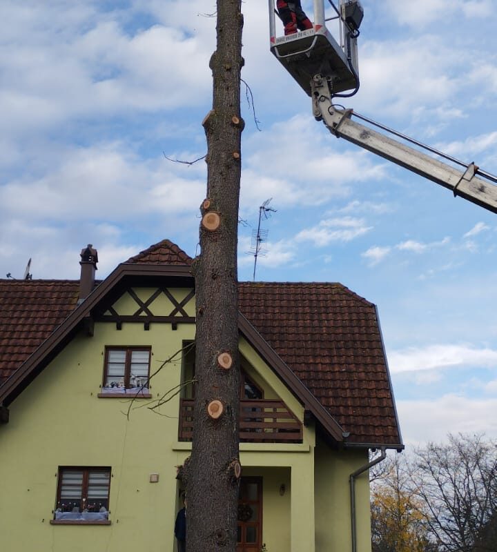 Démontage d&#8217;un cèdre Lingolsheim 3