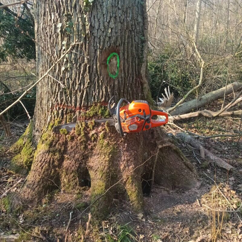 Abattage d&#8217;un chêne à ERSTEIN Strasbourg 0