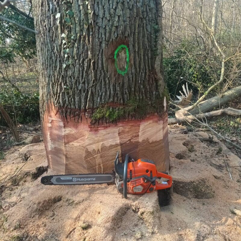 Abattage d&#8217;un chêne à ERSTEIN Ostwald 1