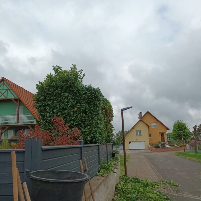 Rabattage d&#8217;un laurier à Sermersheim près de Benfeld Hœœnheim 1