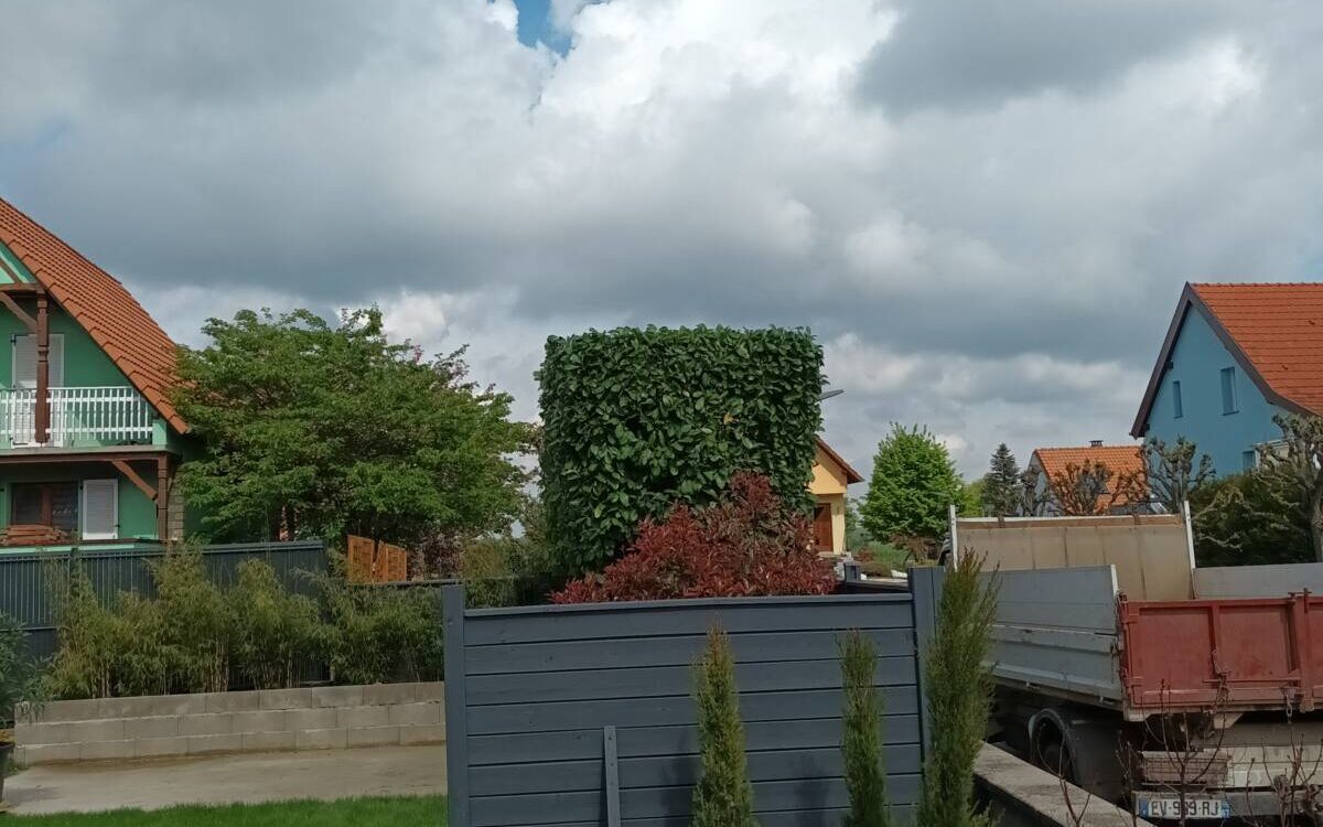 Rabattage d&#8217;un laurier à Sermersheim près de Benfeld Schiltigheim